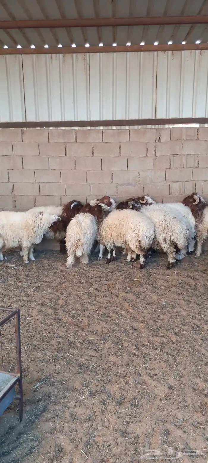 نعيم طليان 2