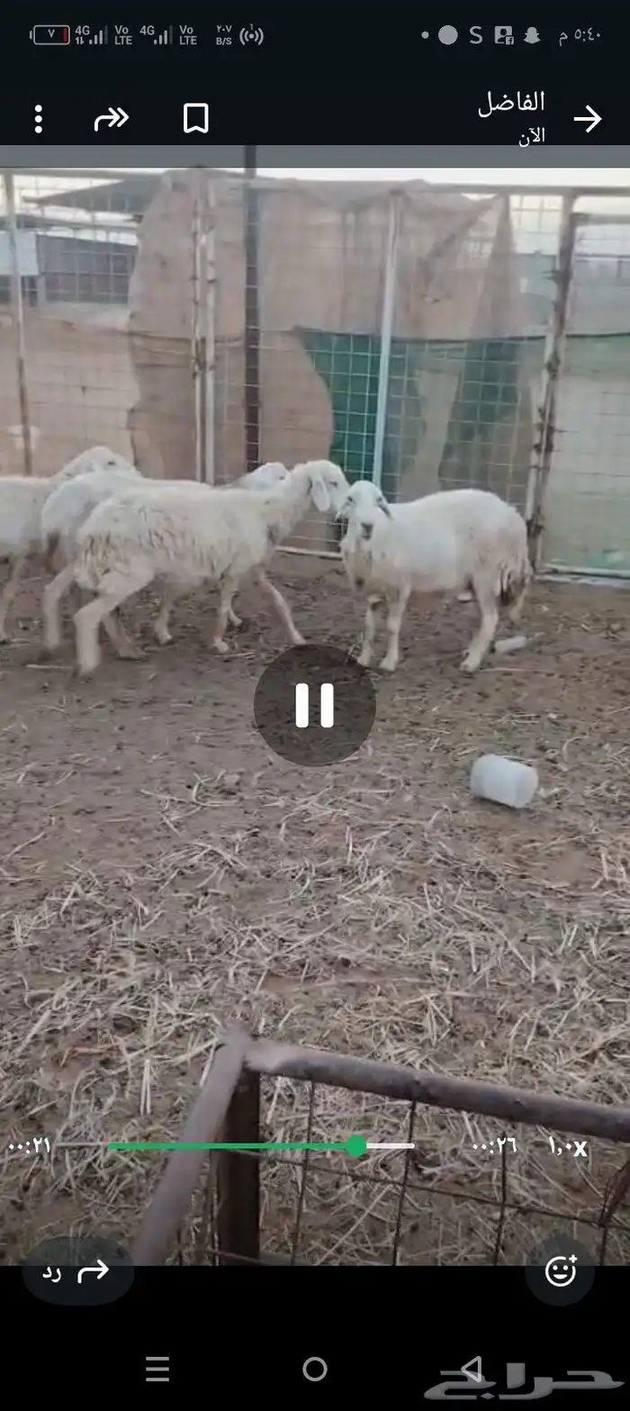 غنم دفيع شرط 3