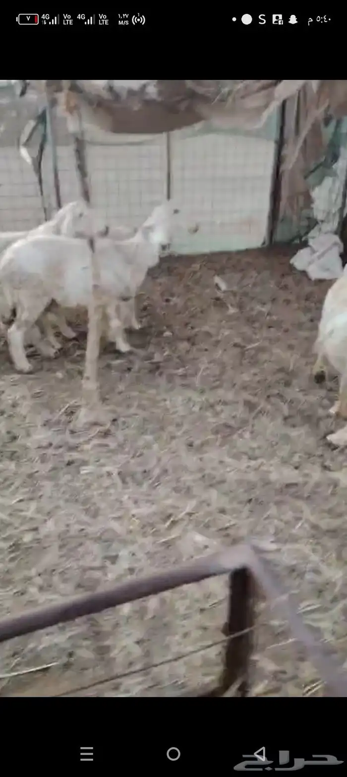 غنم دفيع شرط 5