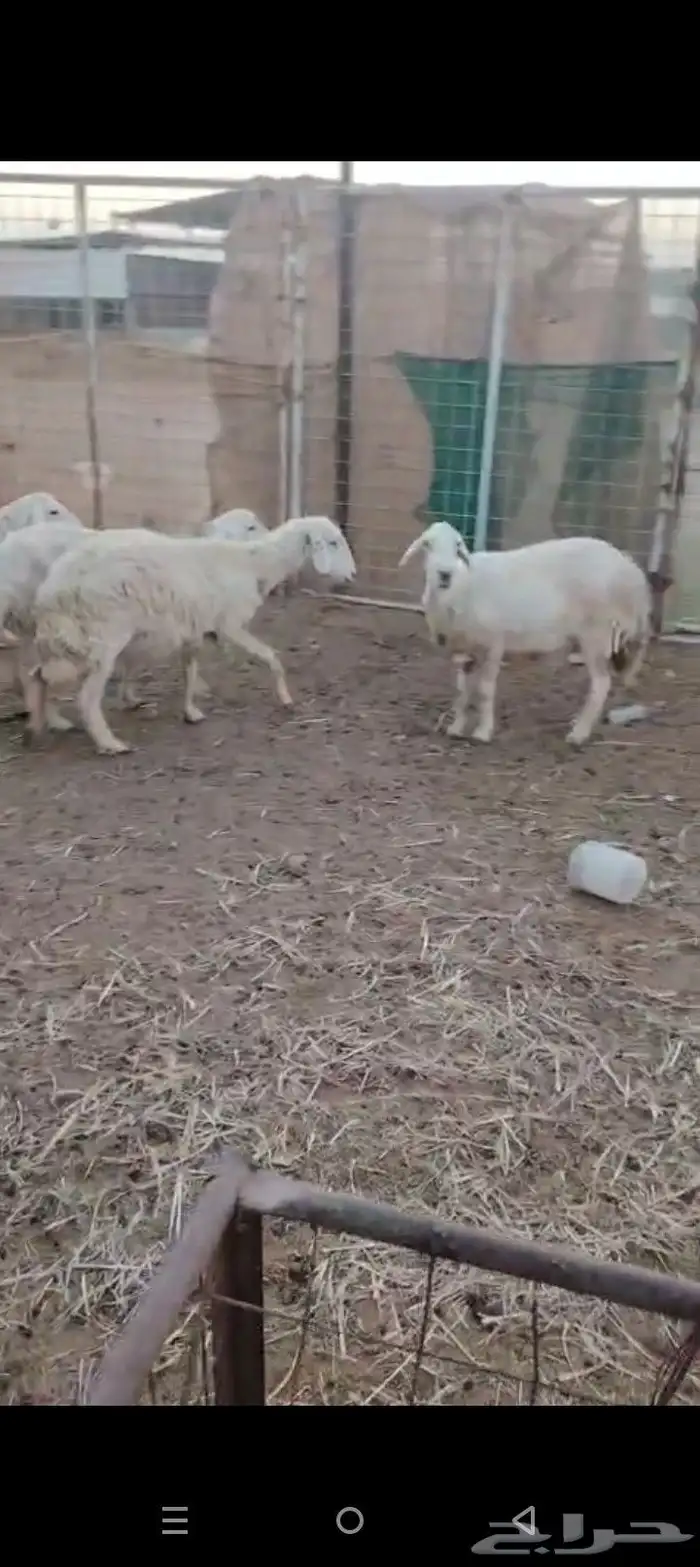 غنم دفيع شرط 1