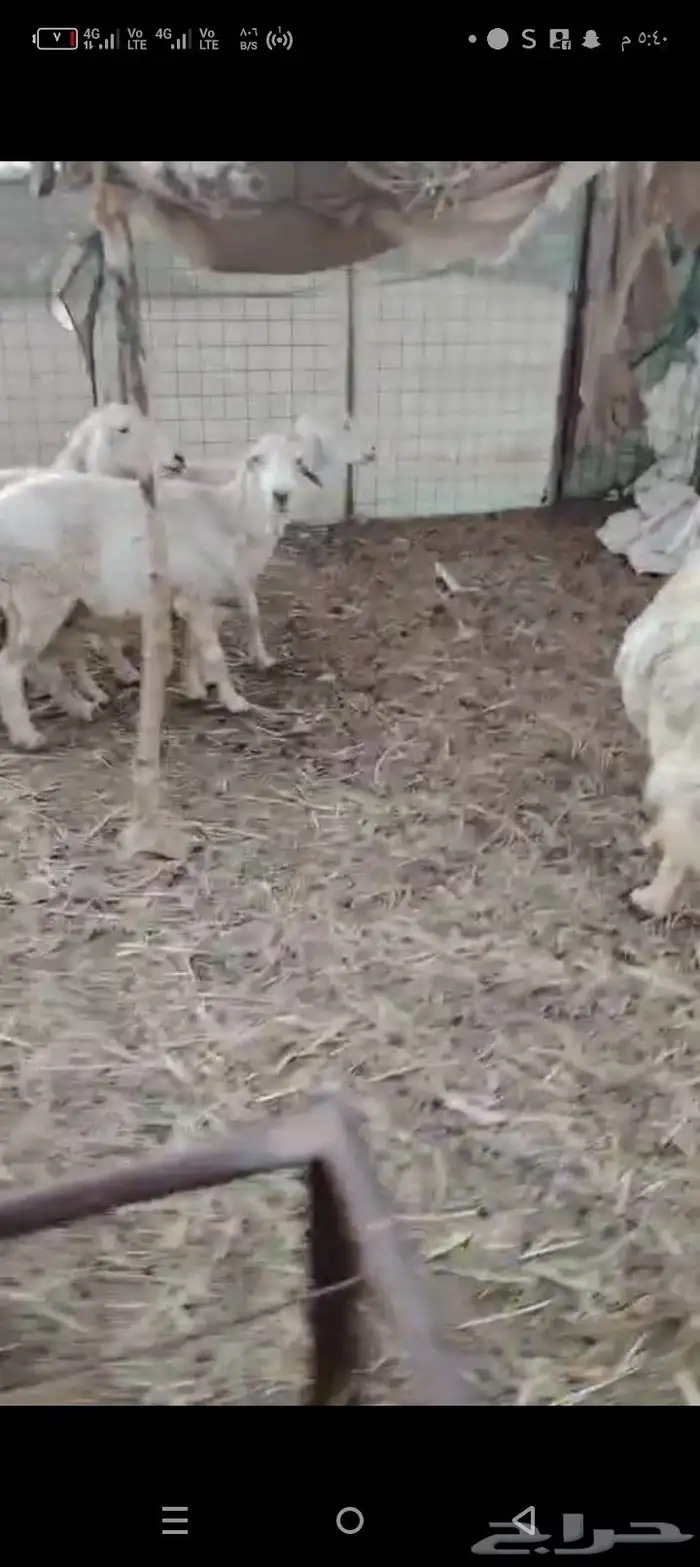 غنم دفيع شرط 6