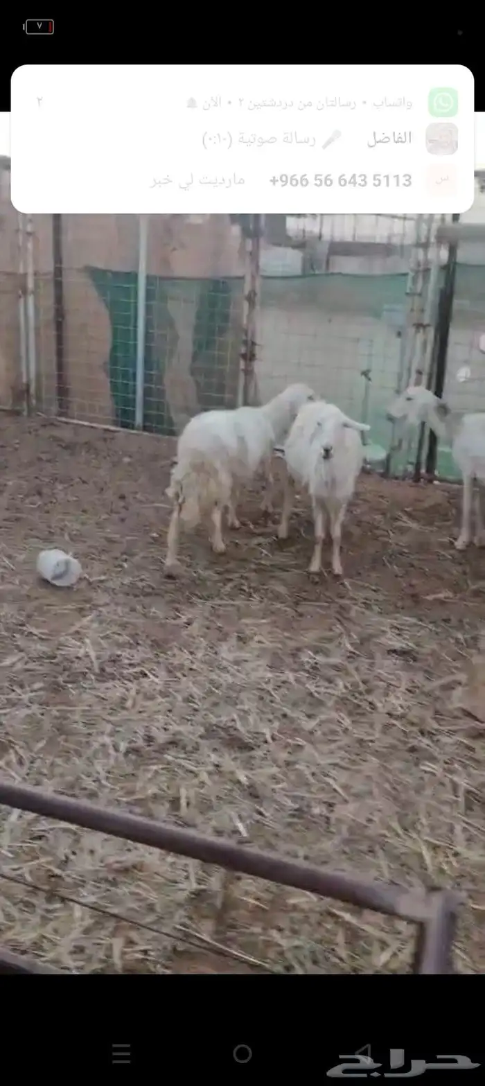 غنم دفيع شرط 2