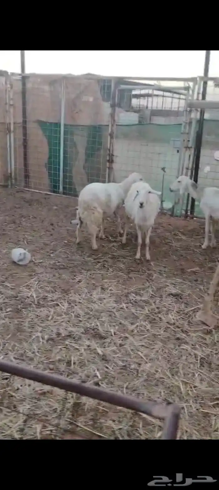غنم دفيع شرط 0