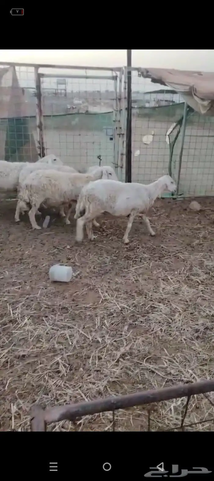 غنم دفيع شرط 4