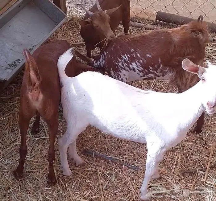 جفار للبيع 0