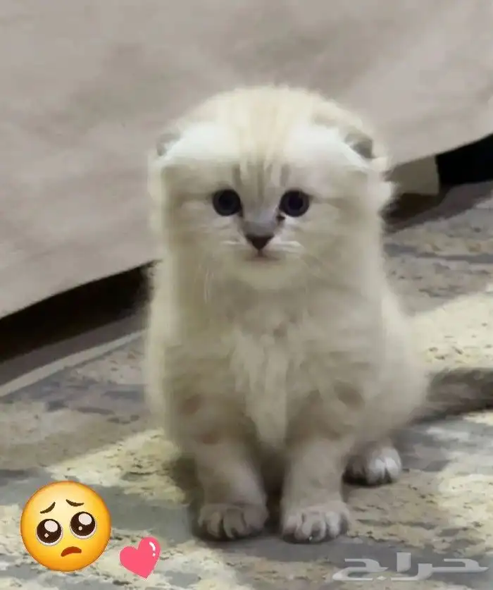 قط ذكر شيرازي سكوتش فاخر من الآخر 4