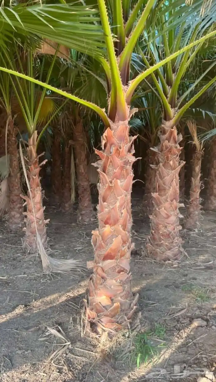 متوفر نخل زينه واشنطني جميع المقاسات ول احجام موجوده 2