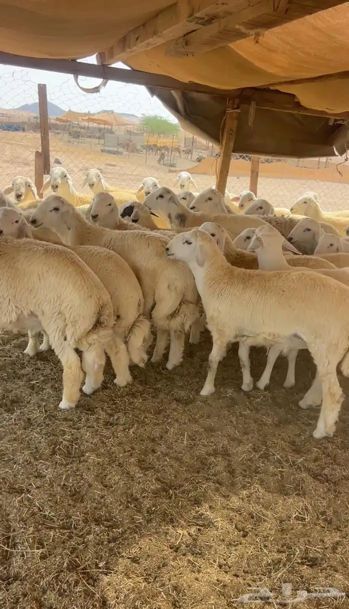 طليان  رخال تيوس 4