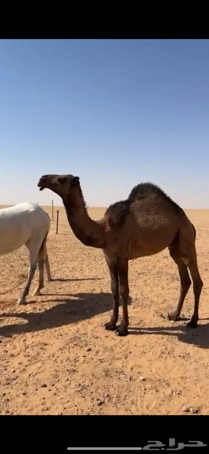 قعود مفرود 2