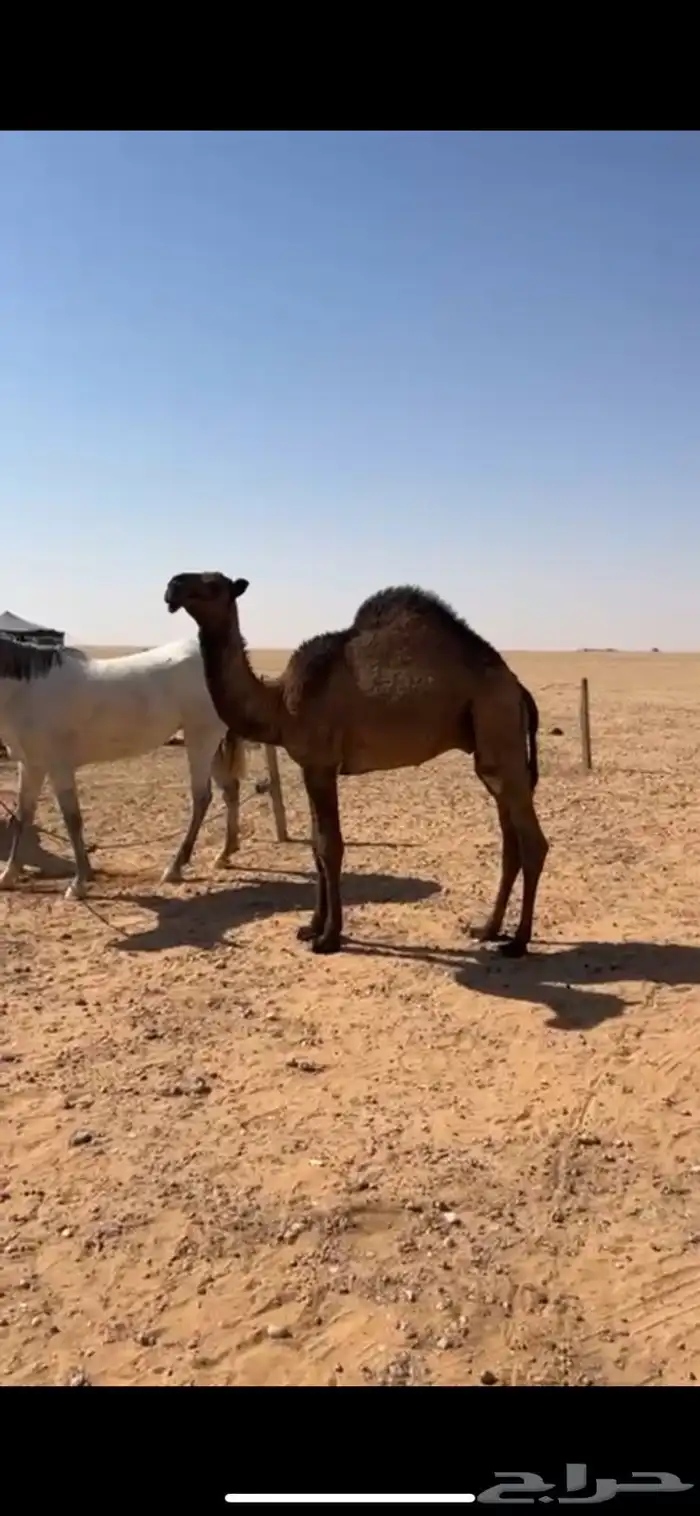 قعود مفرود 0