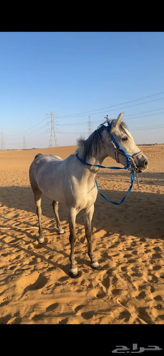 فرس شعبية كفوو 0