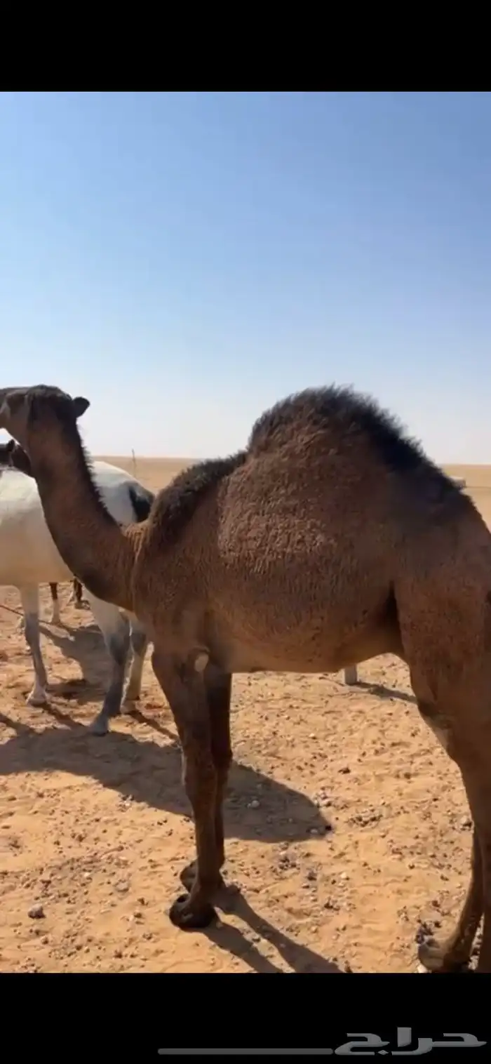 قعود مفرود 1