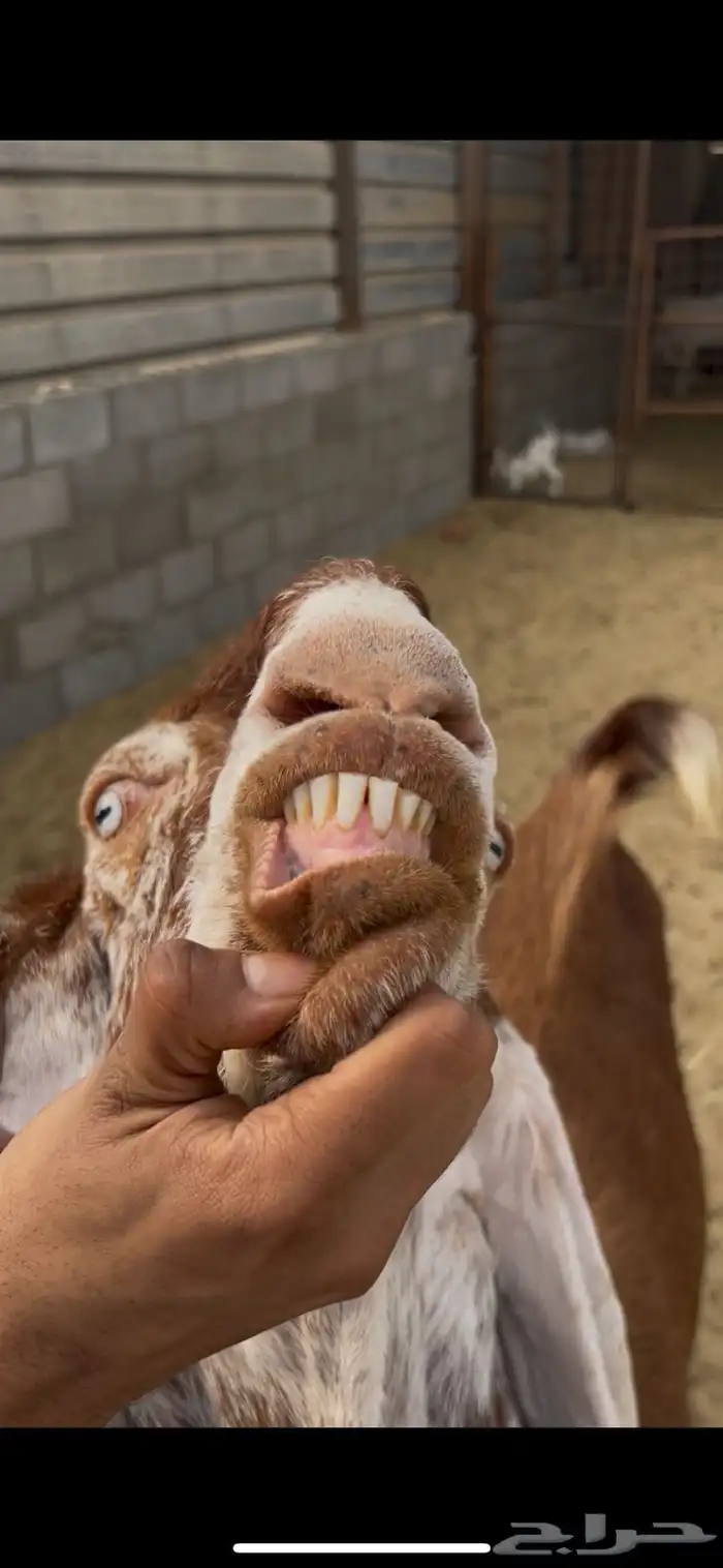 معاز بالجمله معزا هولنديه جفره نعيمي حري تيس عنز خروف 2