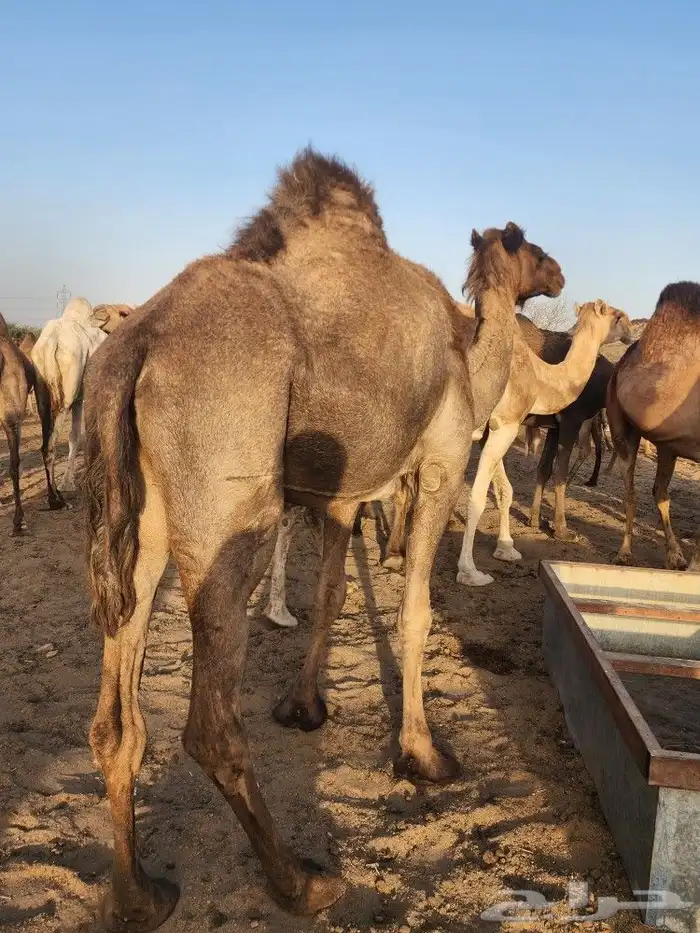 ابل عوادي مشروطه 6