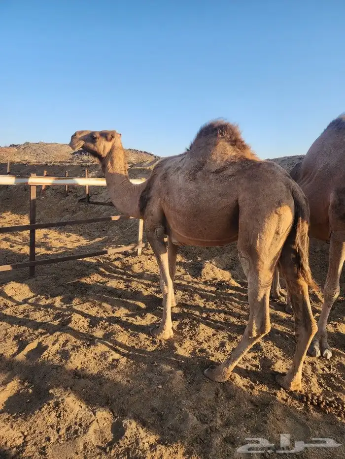 ابل عوادي مشروطه 11