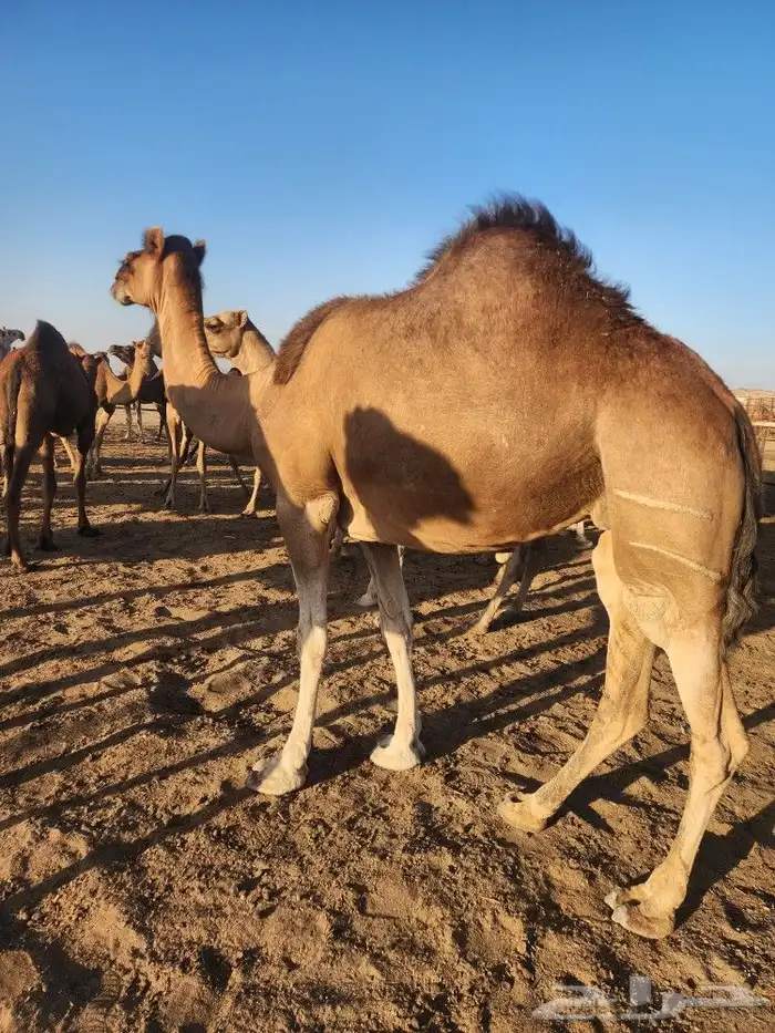 ابل عوادي مشروطه 8