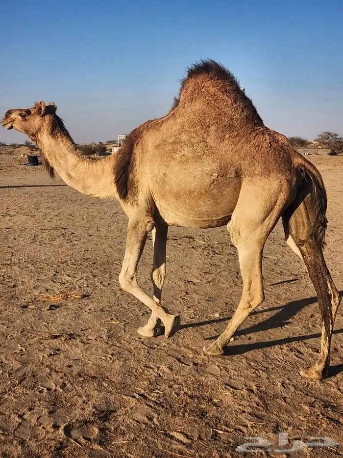 ابل عوادي مشروطه 9