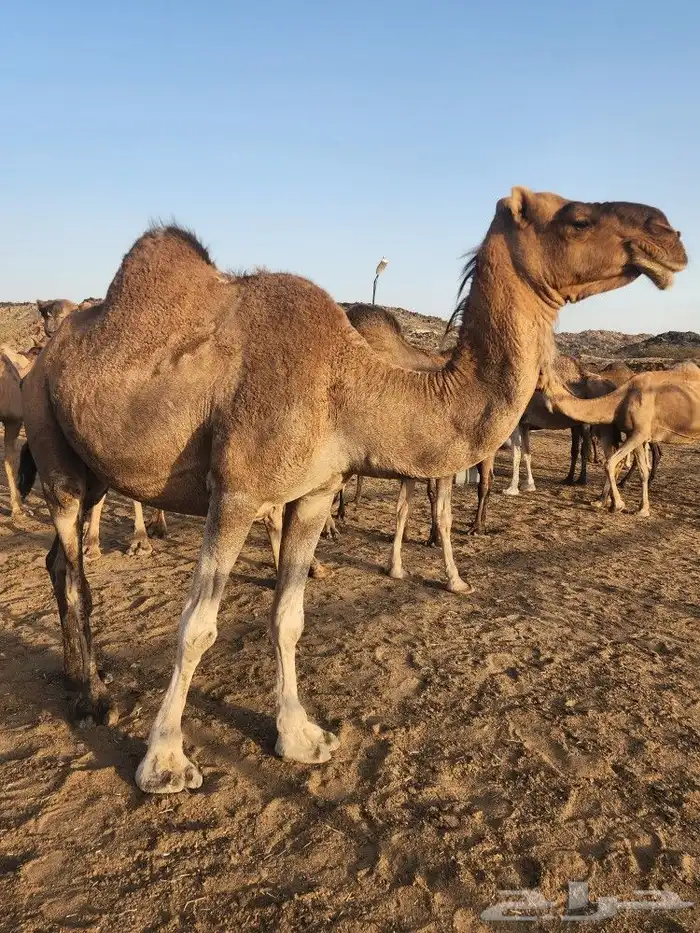 ابل عوادي مشروطه 7