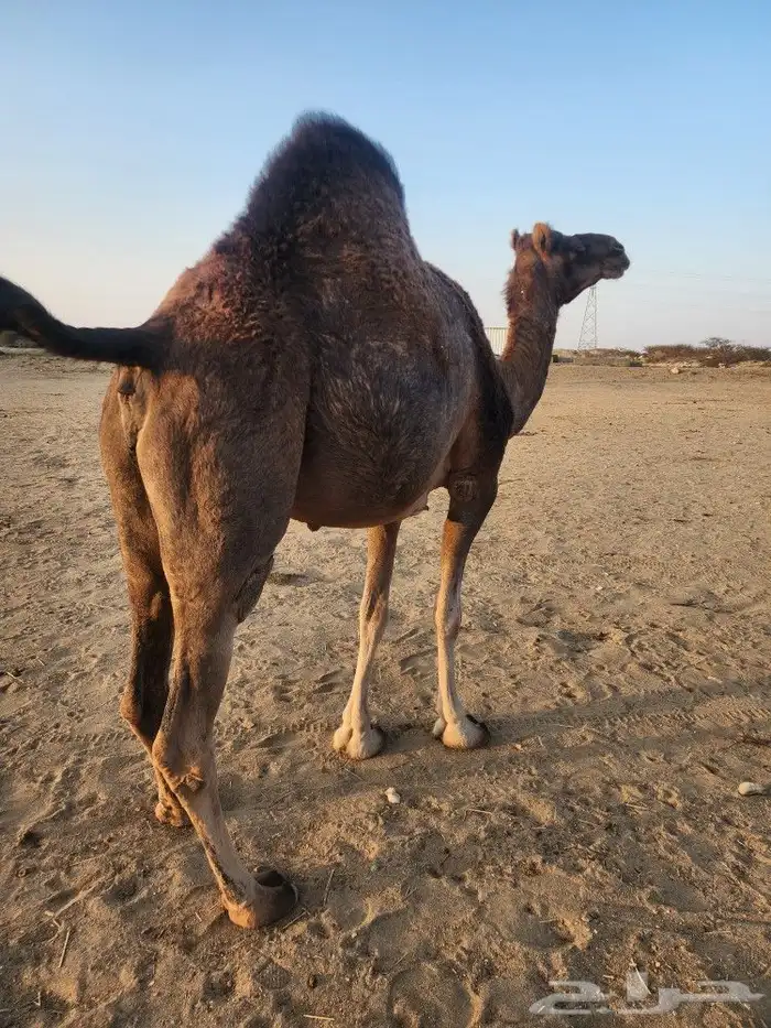 ابل عوادي مشروطه 3