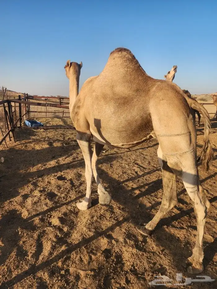 ابل عوادي مشروطه 10