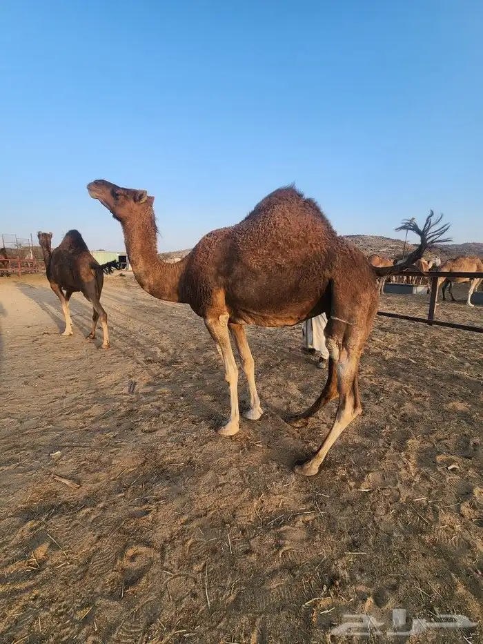 ابل عوادي مشروطه 2