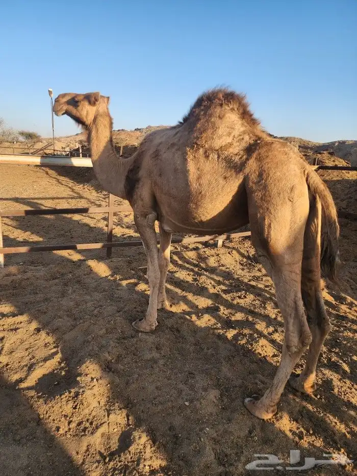 ابل عوادي مشروطه 12