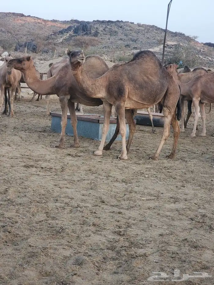 ابل عوادي مشروطه 5