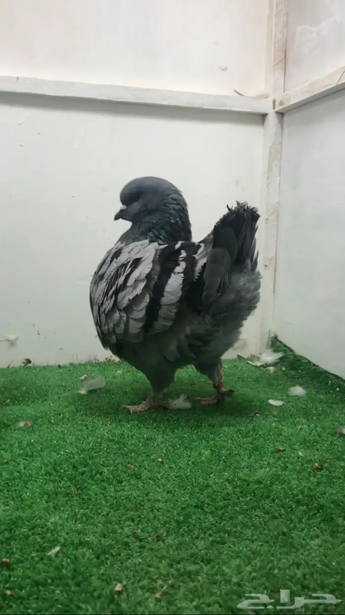 كنق مستوى تتم البيع 2