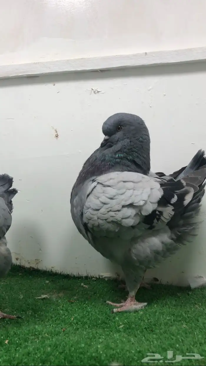 كنق مستوى تتم البيع 1