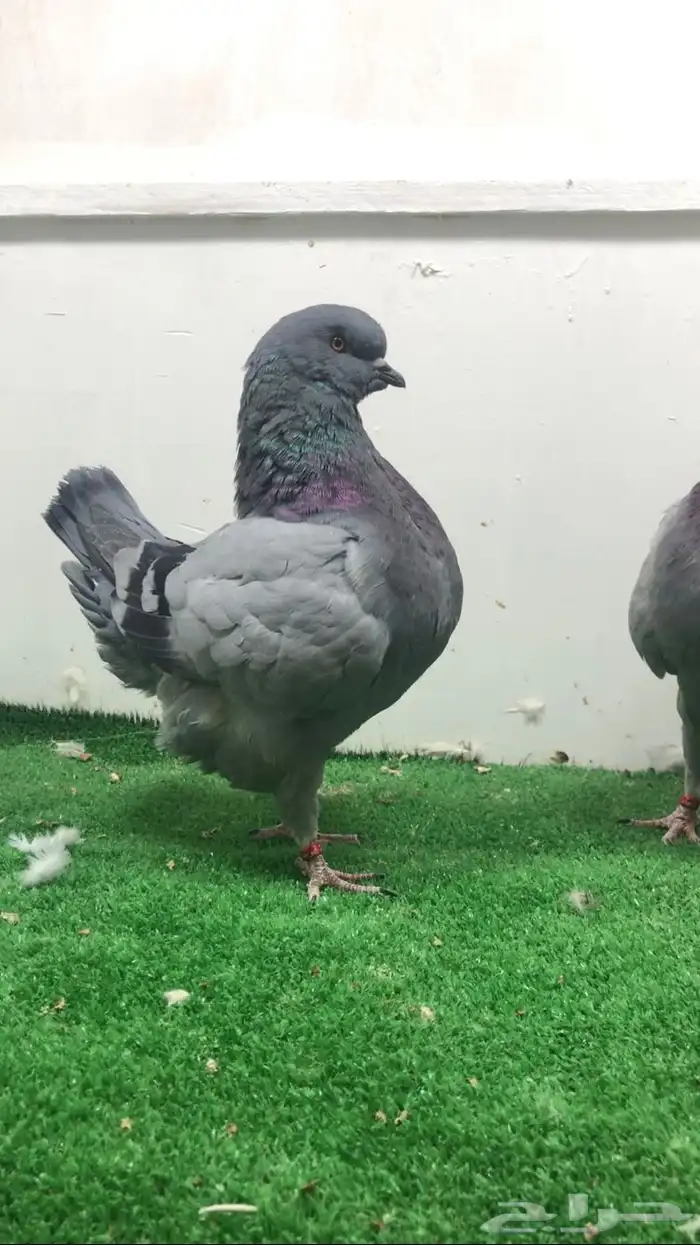 كنق مستوى تتم البيع 0