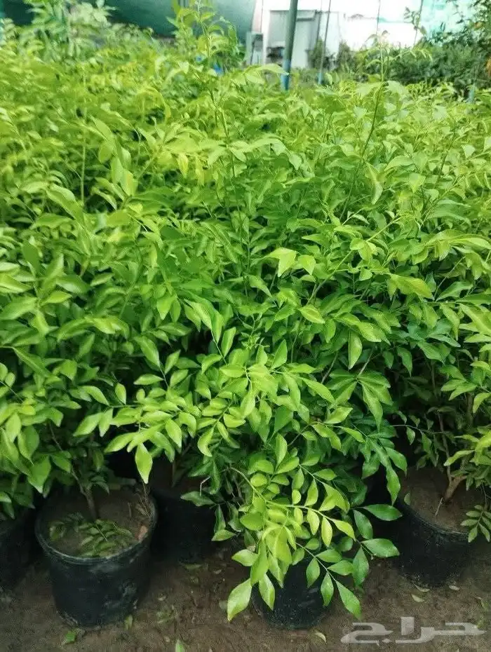 مشتل تنسيق الحد ائق 1