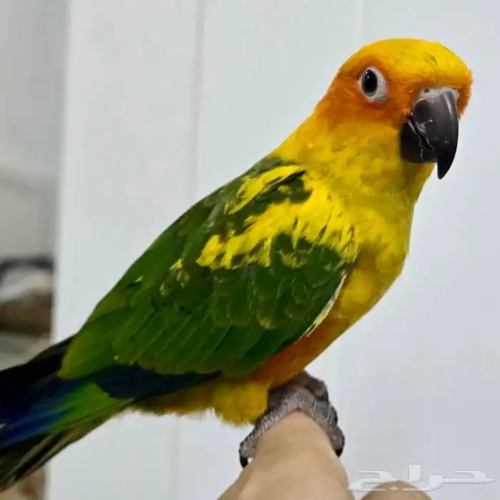 ببغاء صن كنيور أليف جدا ولعوب 2
