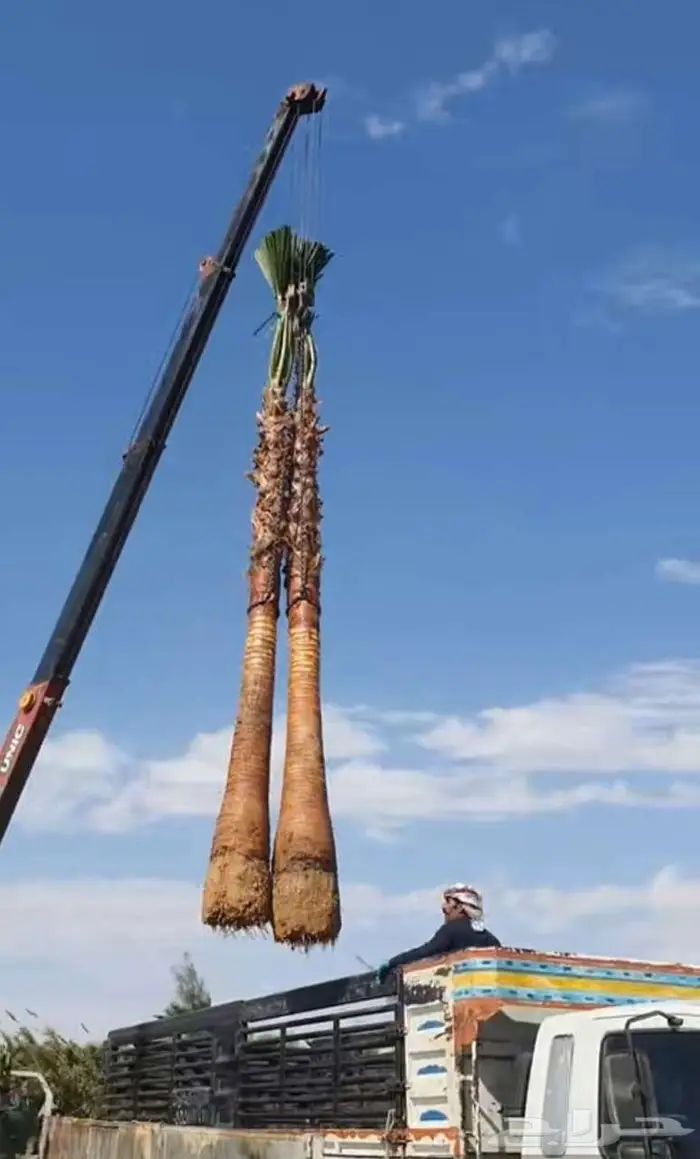 نخل واشنطن واشنطونيا زينه ونخيل عربي 10