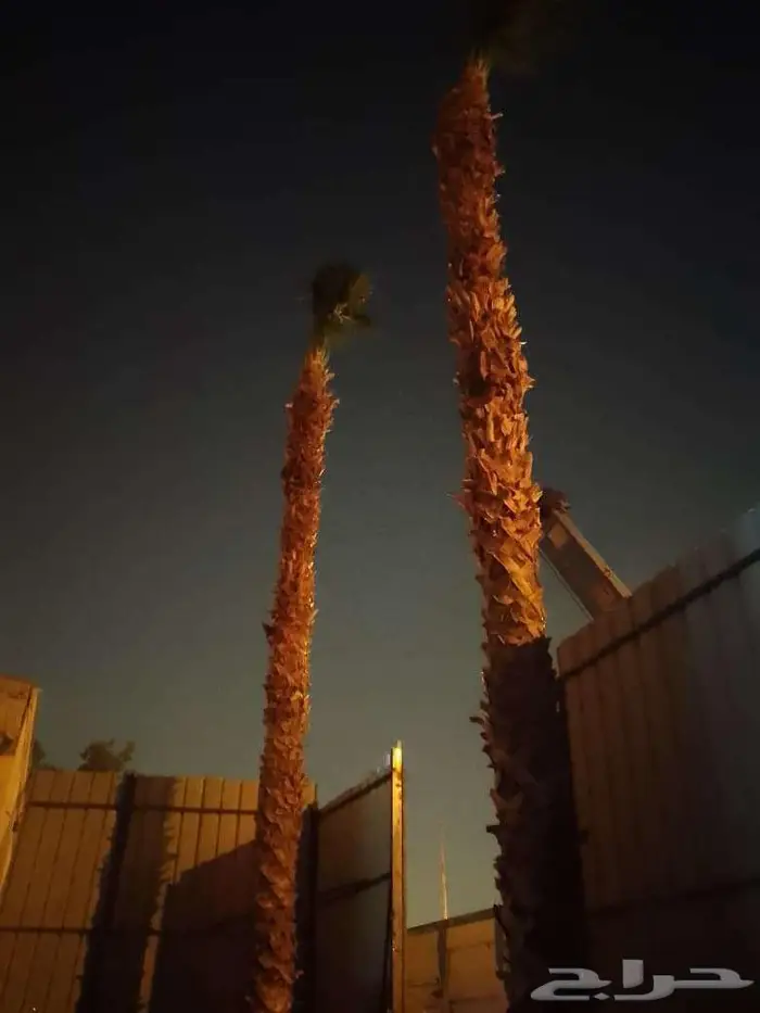 نخل واشنطن واشنطونيا زينه ونخيل عربي 4