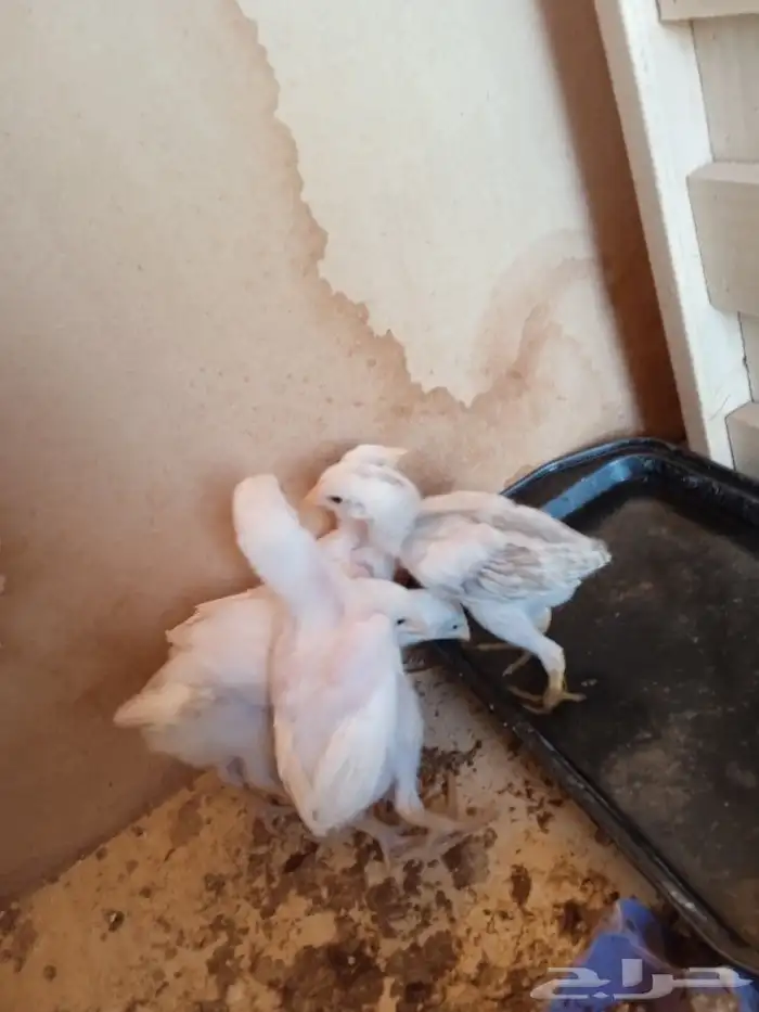 دجاج باكستاني بياض ديوك باكستاني صيصان باكستاني 2