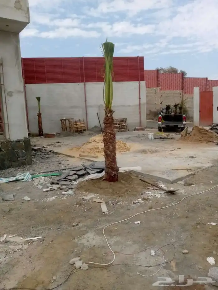 متوفر نخل زينه واشنطني جميع المقاسات ول احجام موجوده 0