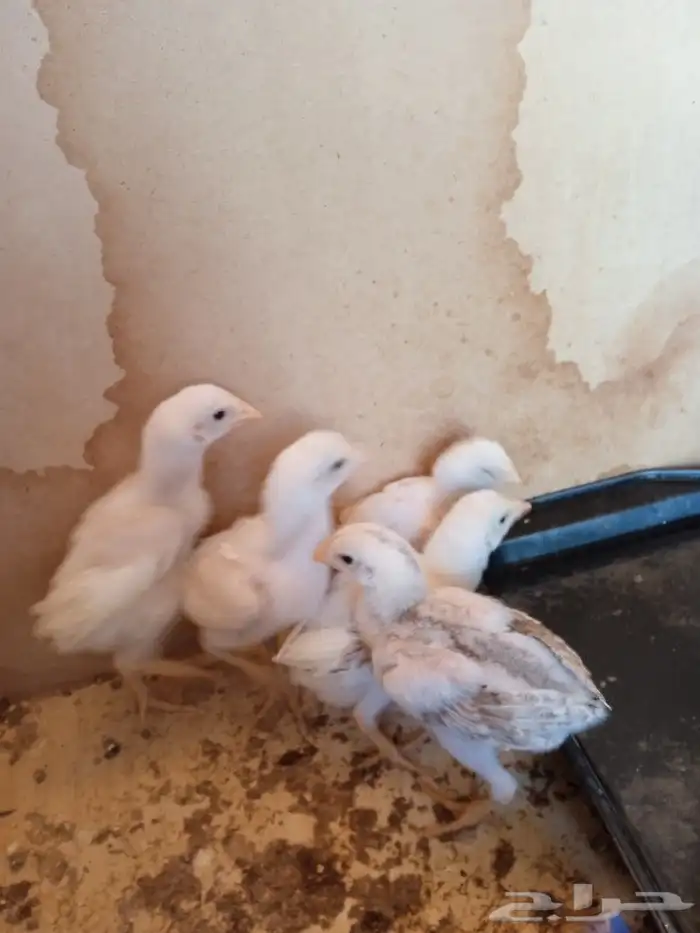 دجاج باكستاني بياض ديوك باكستاني صيصان باكستاني 3