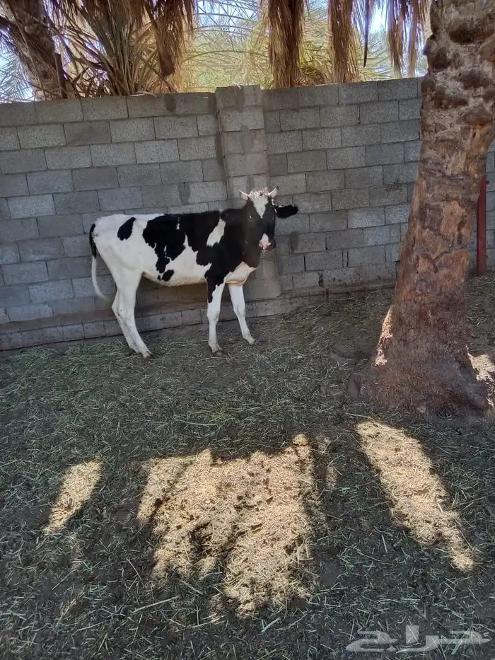 بقرة هولندية 7