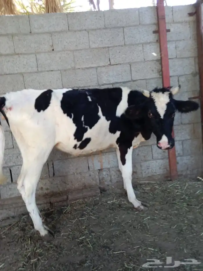 بقرة هولندية 2