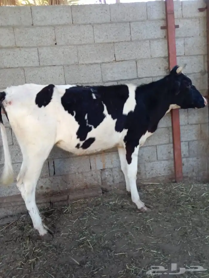 بقرة هولندية 0