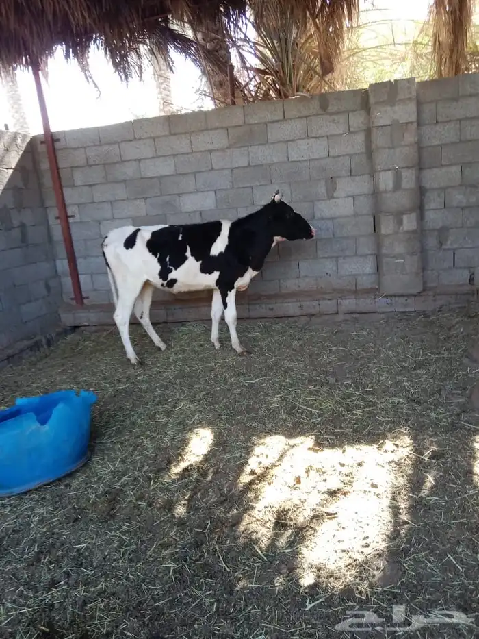 بقرة هولندية 6