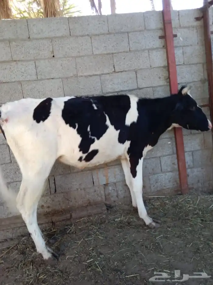 بقرة هولندية 1