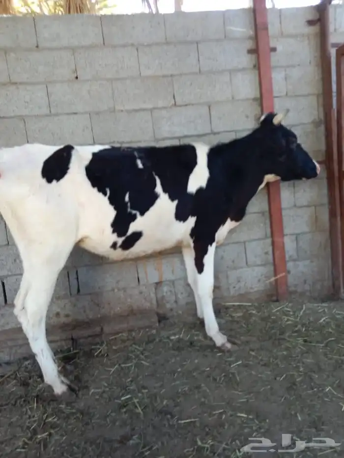 بقرة هولندية 3