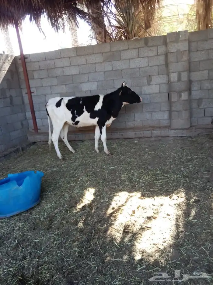 بقرة هولندية 4