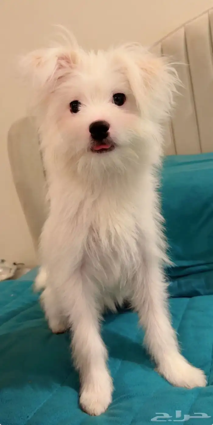 كلبة مالتيبو هجين متدربة ومتطعمة جميع تطعيماتها 1