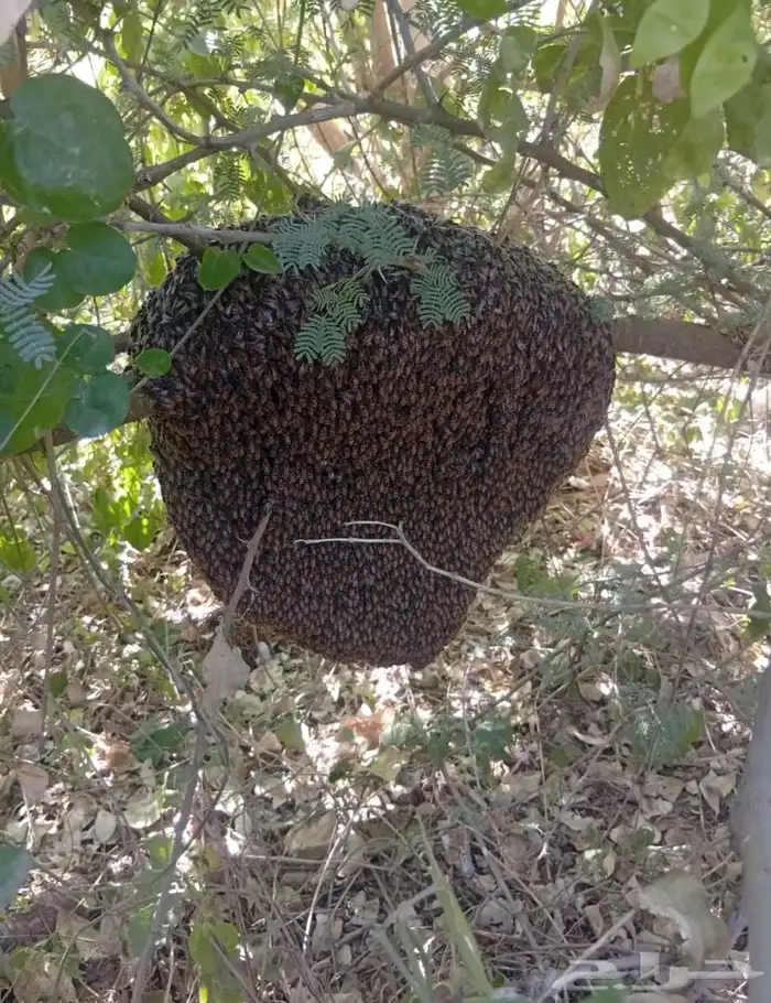 عسل سدر حر 7