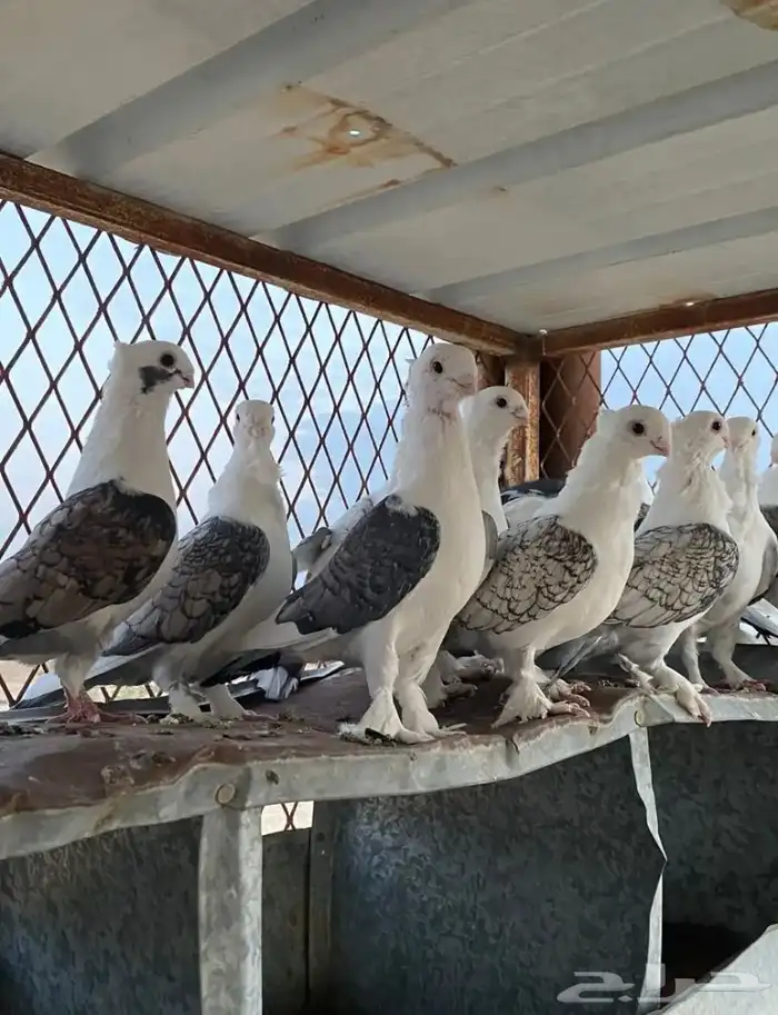 مطلوب حمام رماني مستعجل 0