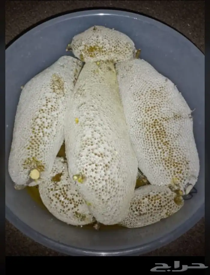 عسل سدر حر 10