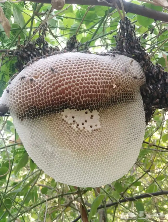 عسل سدر حر 1