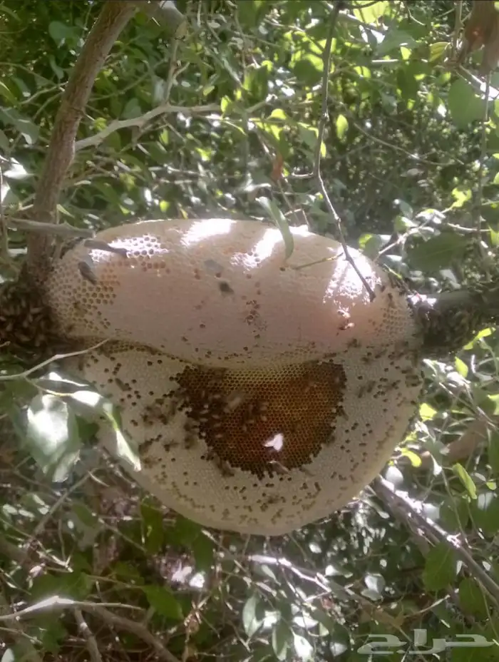 عسل سدر حر 5